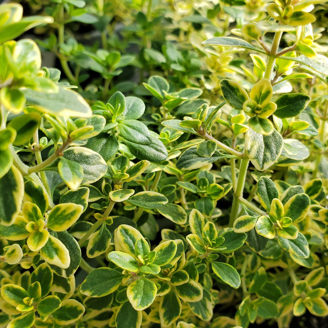 Thyme, Lemon - Thymus x Citriodorus