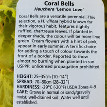 Load image into Gallery viewer, Heuchera &#39;Lemon Love&#39;

