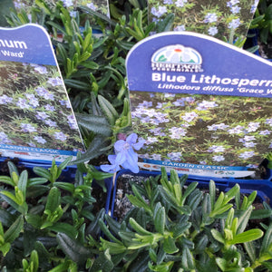 Lithodora diffusa ‘Grace Ward’ - Blue Lithospermum