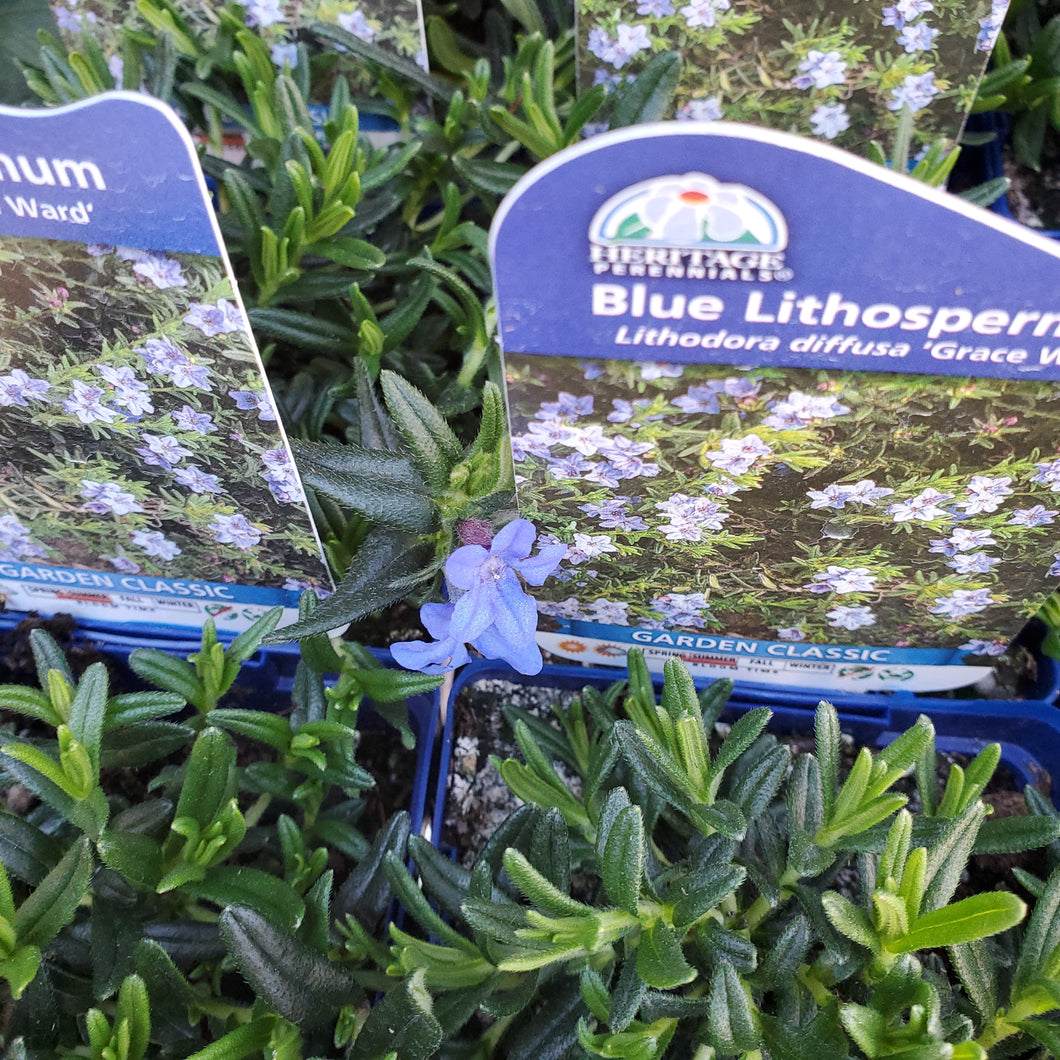 Lithodora diffusa ‘Grace Ward’ - Blue Lithospermum