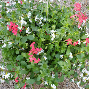 Mini-Geranium + Fan Flower Hanging Basket