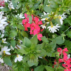 Mini-Geranium + Fan Flower Hanging Basket