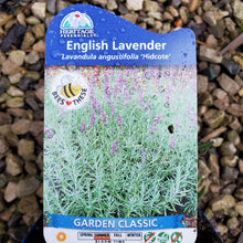 Load image into Gallery viewer, Lavandula angustifolia ‘Hidcote’ - Hidcote English Lavender
