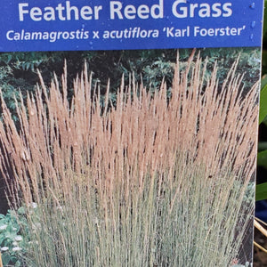 Calamagrostis × acutiflora 'Karl Foerster' - Karl Forester Feather Reed Grass
