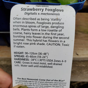 Digitalis × Mertonensis - Strawberrg Foxglove