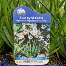 Load image into Gallery viewer, Sisyrinchium angustifolium &#39;Lucerne&#39; - Blue-Eyed Grass
