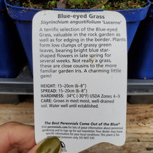 Load image into Gallery viewer, Sisyrinchium angustifolium &#39;Lucerne&#39; - Blue-Eyed Grass
