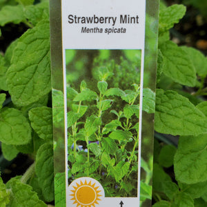 Mint, Strawberry - Mentha Spicata