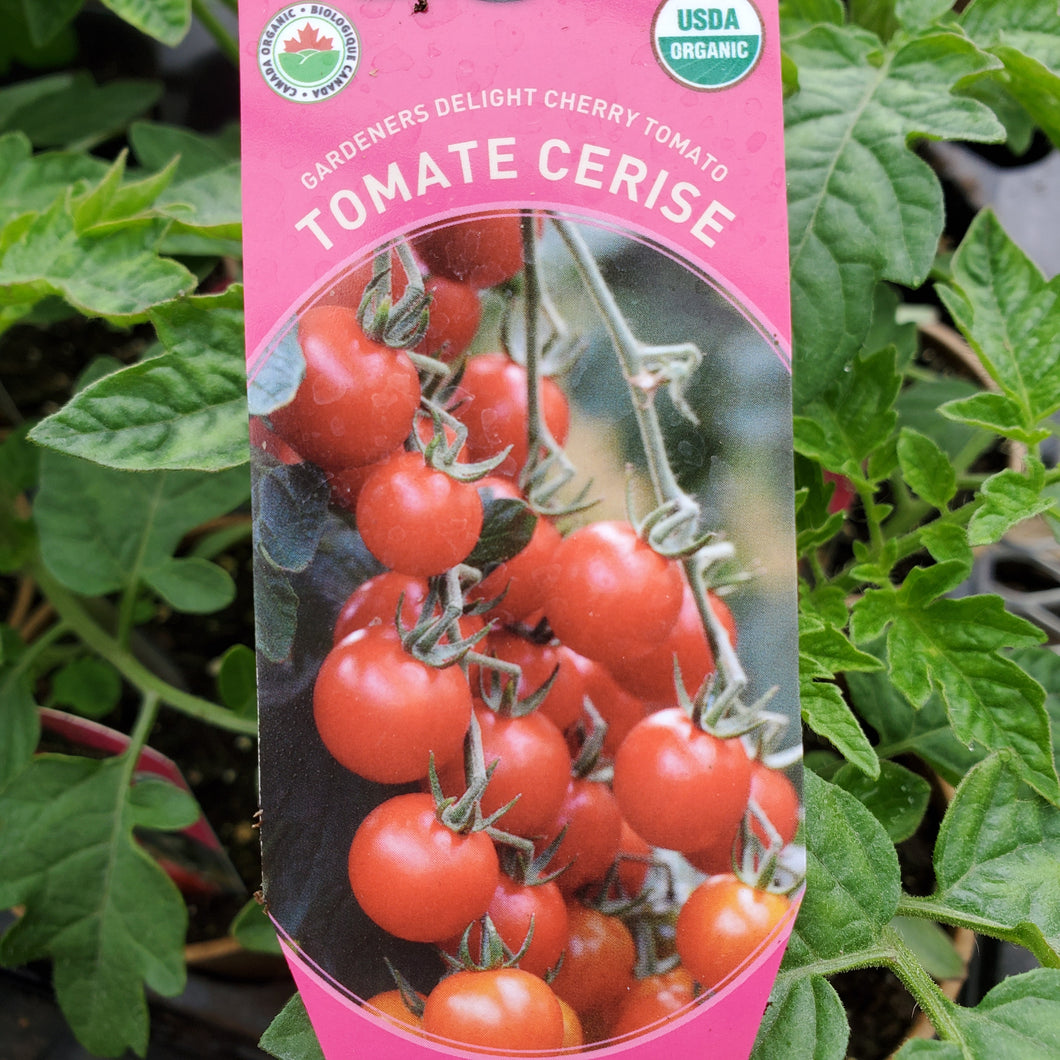 Tomato - Cherry - Certified Organic