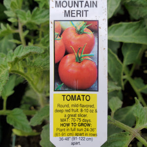 Tomato - Mountain Merit