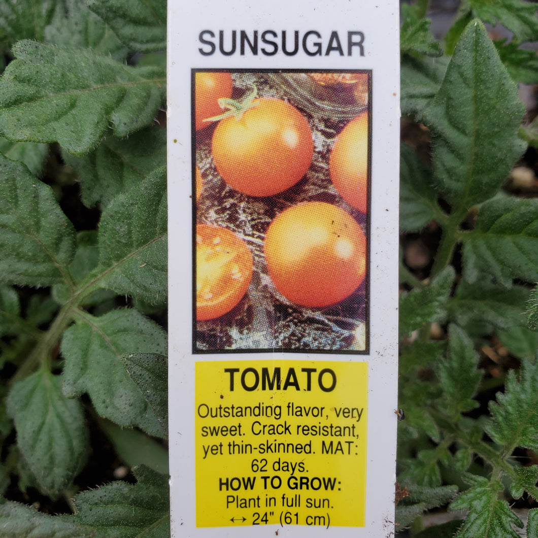 Tomato - Sunsugar