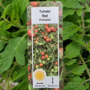 Tomato - Profusion Red