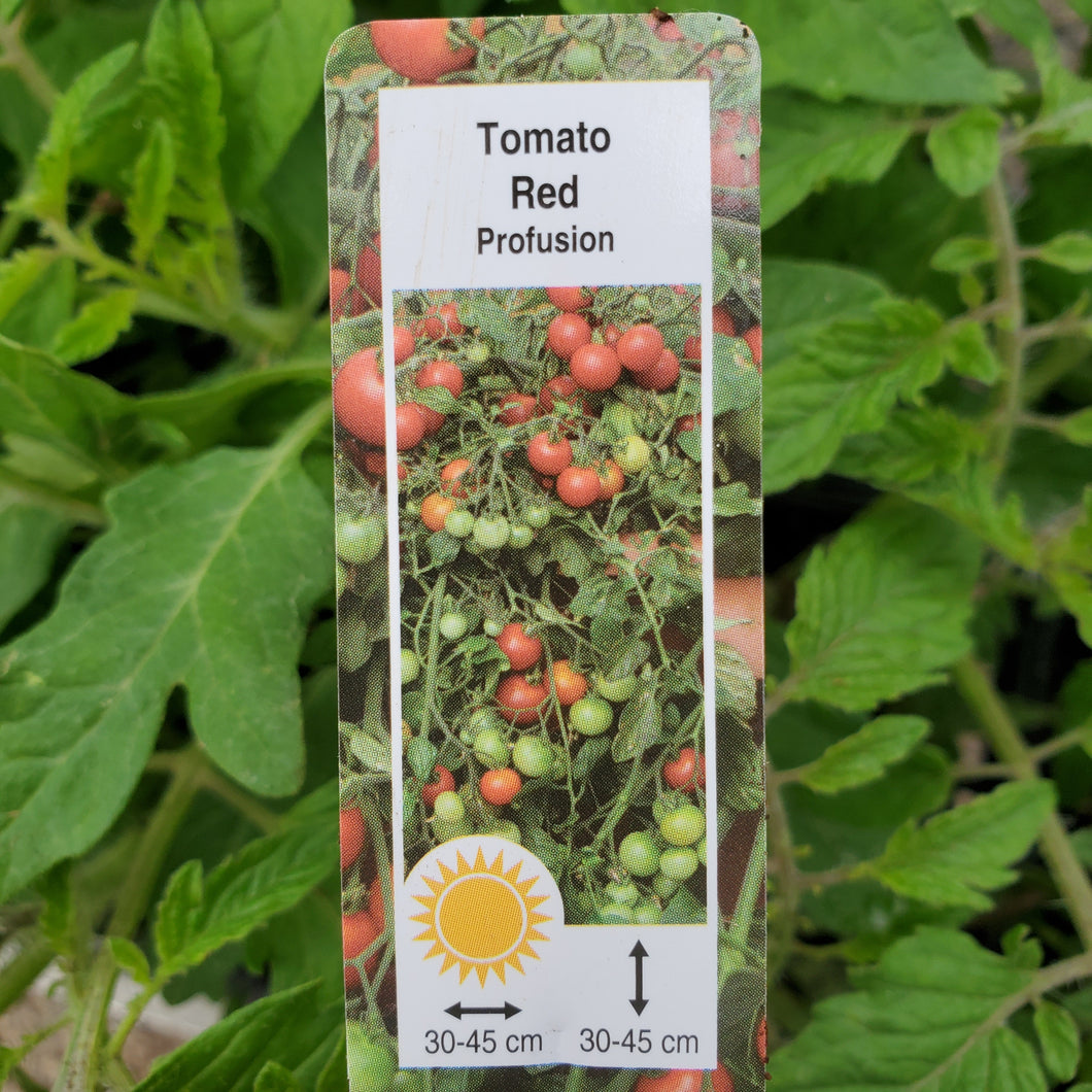 Tomato - Profusion Red