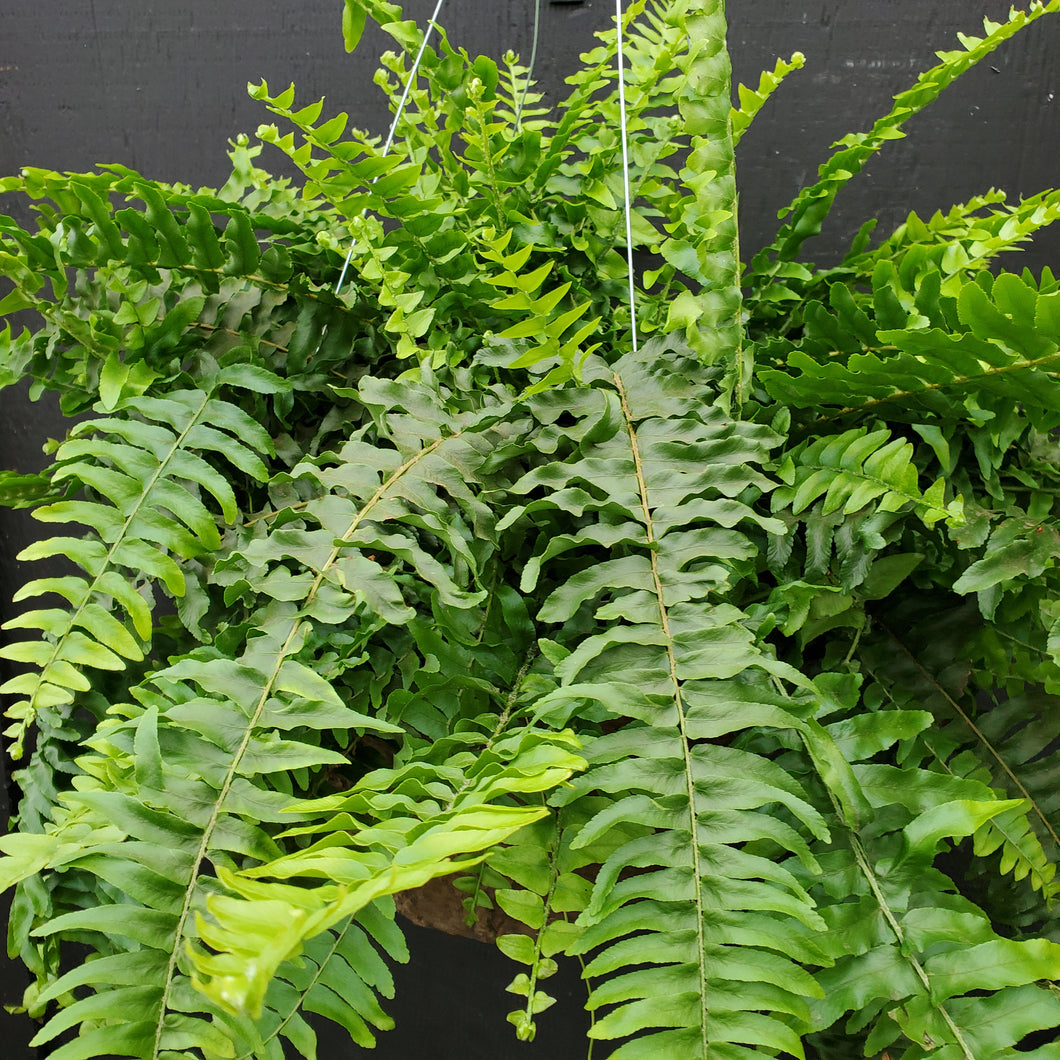 Boston Fern Hanging Basket