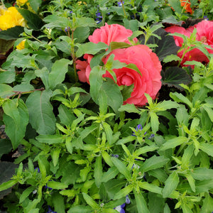 Begonia, Tuberous + Fuchsia - Mix Window Box