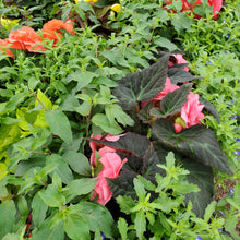 Load image into Gallery viewer, Begonia, Tuberous + Fuchsia - Mix Window Box
