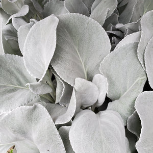 Angel Wings® Senecio