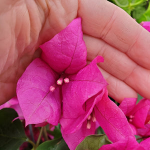 Bougainvillea