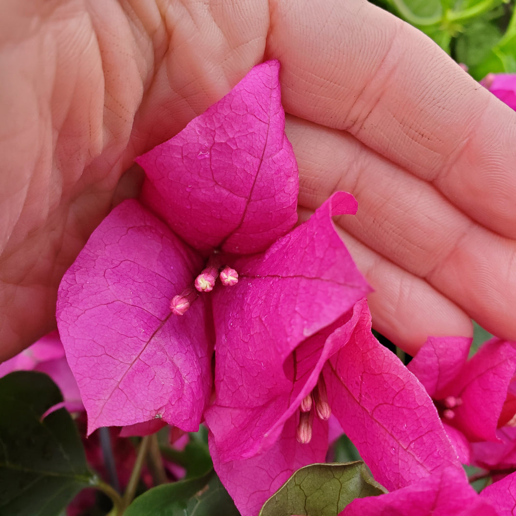 Bougainvillea