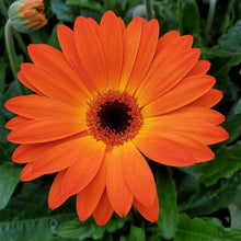 Load image into Gallery viewer, Gerbera Daisy - Garvinea® Sweets
