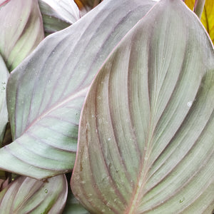 Canna Lily, Cannova