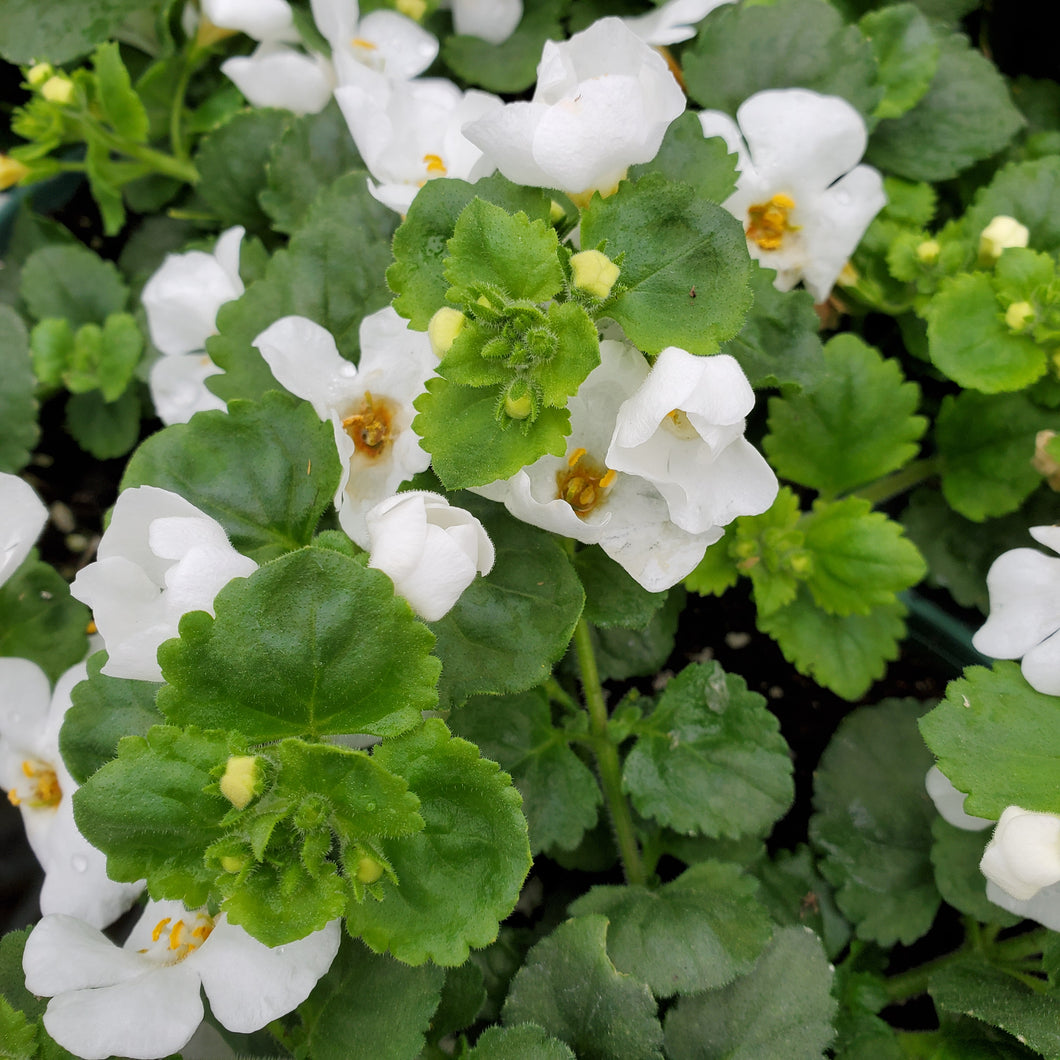 Trailing - Bacopa