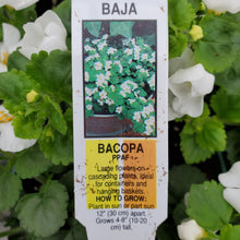 Load image into Gallery viewer, Trailing - Bacopa
