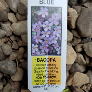 Trailing - Bacopa