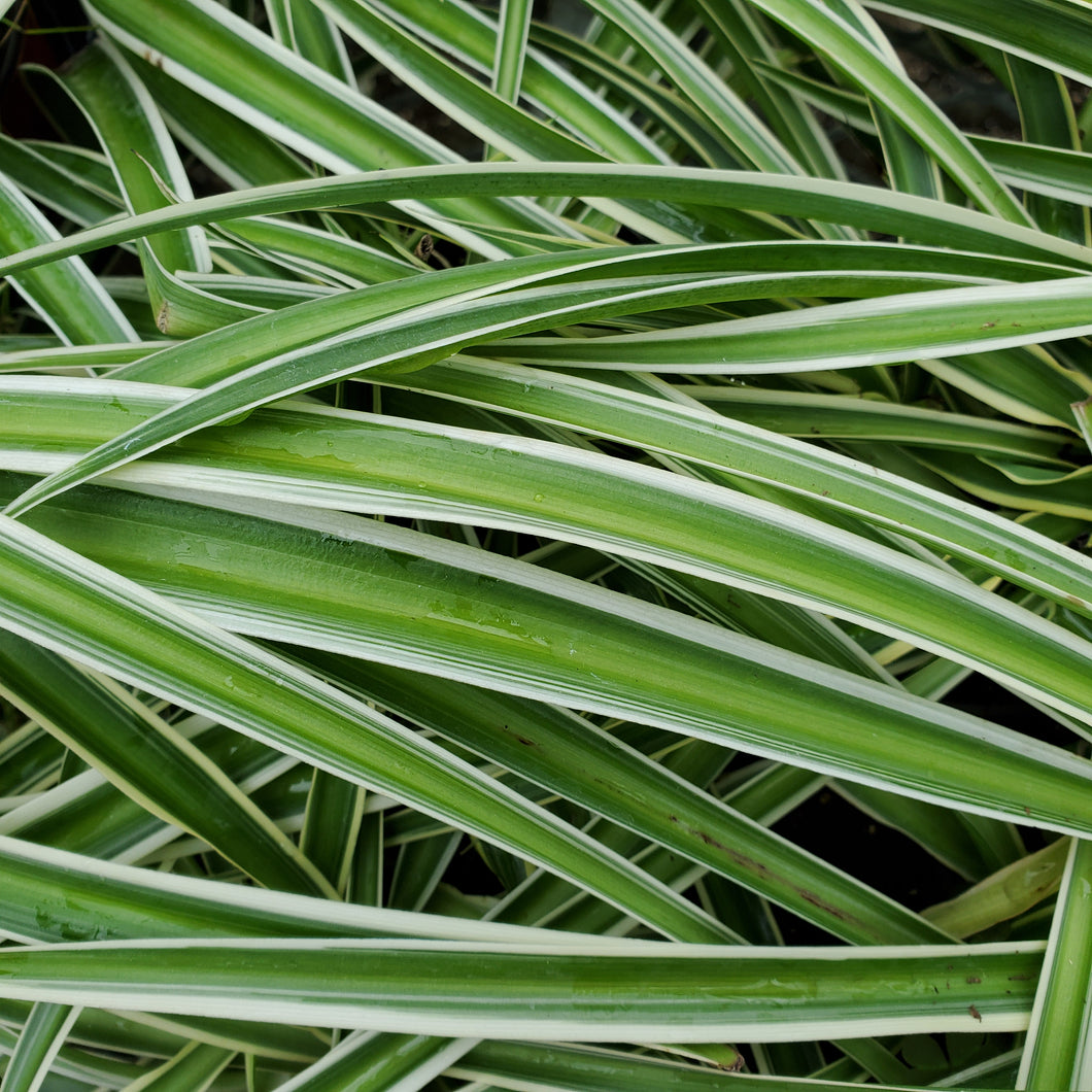 Spider Plant