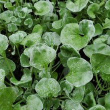 Load image into Gallery viewer, Trailing - Dichondra - Silver Falls

