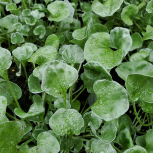 Trailing - Dichondra - Silver Falls