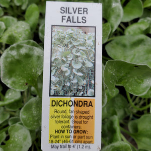 Trailing - Dichondra - Silver Falls