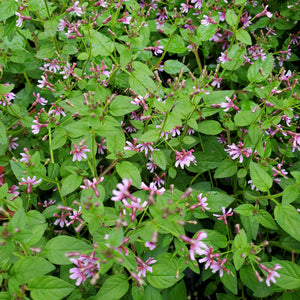 Cuphea, Pink Shimmer