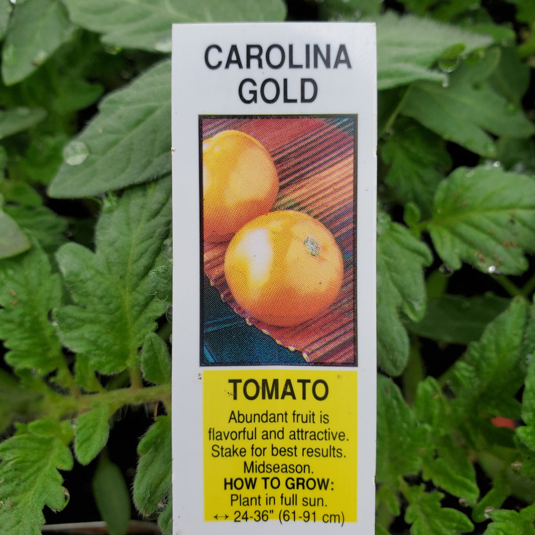 Tomato - Carolina Gold