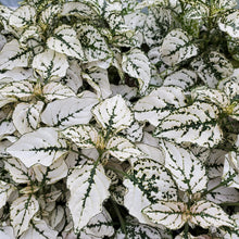 Load image into Gallery viewer, Hypoestes - Polka Dot Plant
