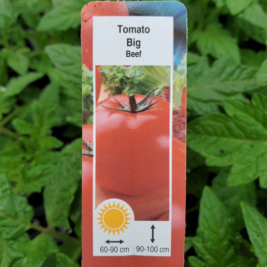 Tomato - Big Beef
