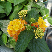 Load image into Gallery viewer, Lantana, Lucky

