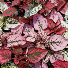Load image into Gallery viewer, Hypoestes - Polka Dot Plant
