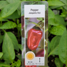 Load image into Gallery viewer, Pepper, Hot - Jalapeno
