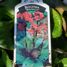 Load image into Gallery viewer, Bergenia cordifolia &#39;Winter Glut&#39; - Winter Glut Bergenia
