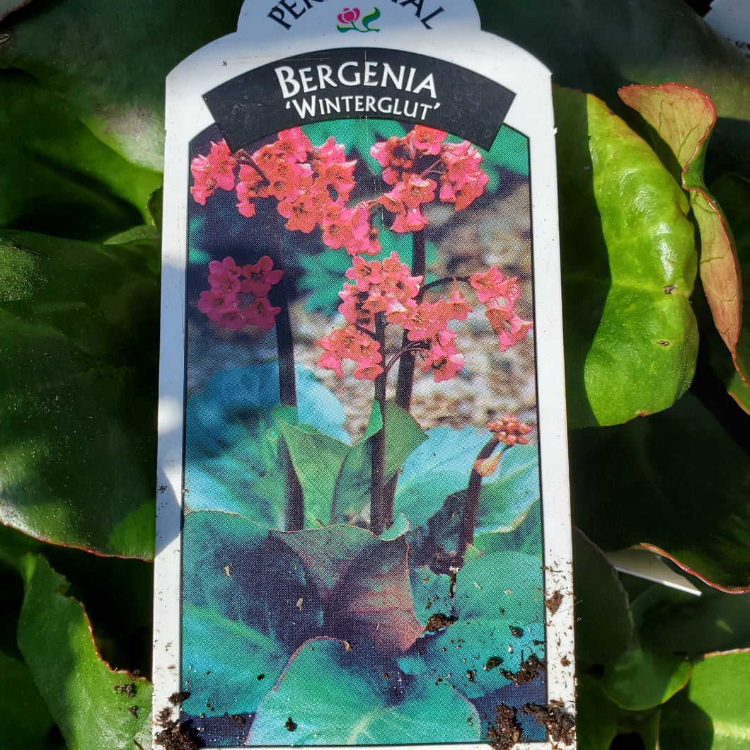 Bergenia cordifolia 'Winter Glut' - Winter Glut Bergenia