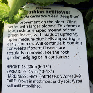 Campanula carp. 'Pearl Deep Blue' - Pearl Deep Blue Bellflower