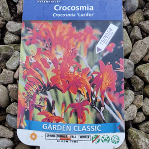 Crocosmia 'Lucifer' - Lucifer Crocosmia