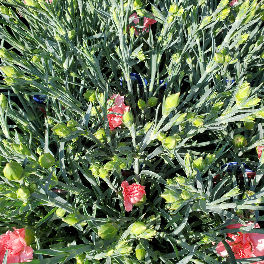 Dianthus Scent First® Romance