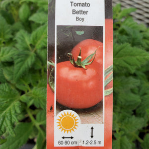 Tomato - Better Boy