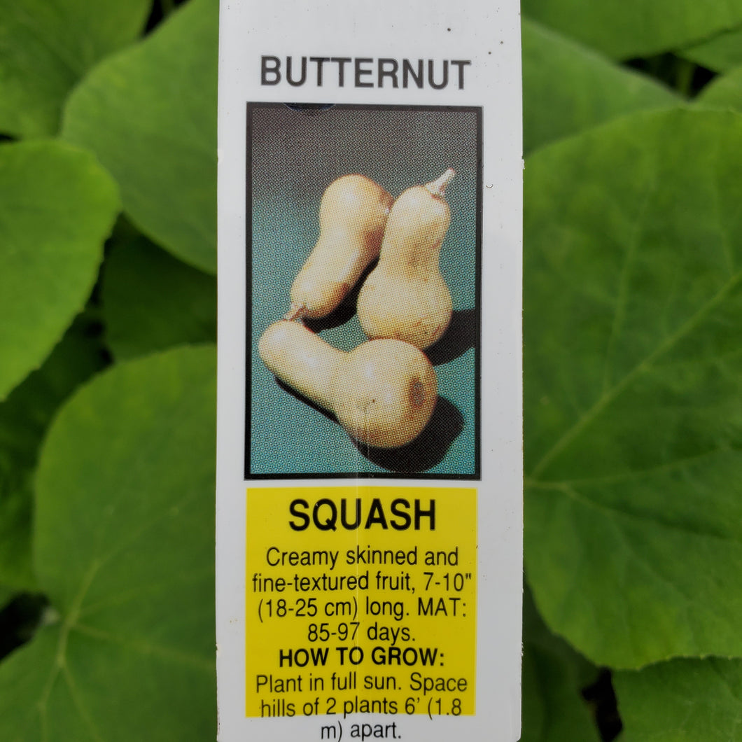 Squash, Winter - Early Butternut