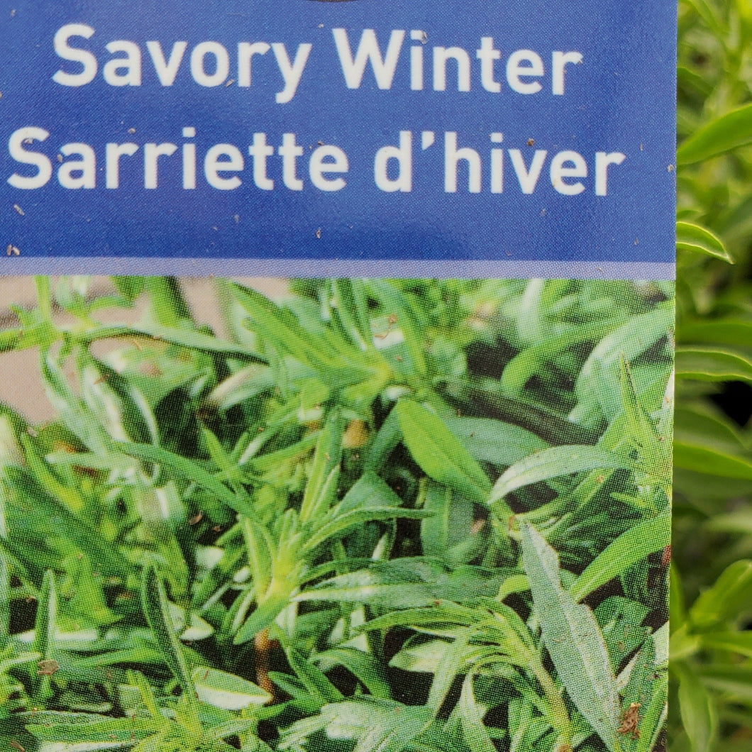 Savory - Winter