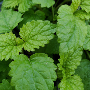 Lemon Balm - Melissa Officinalis