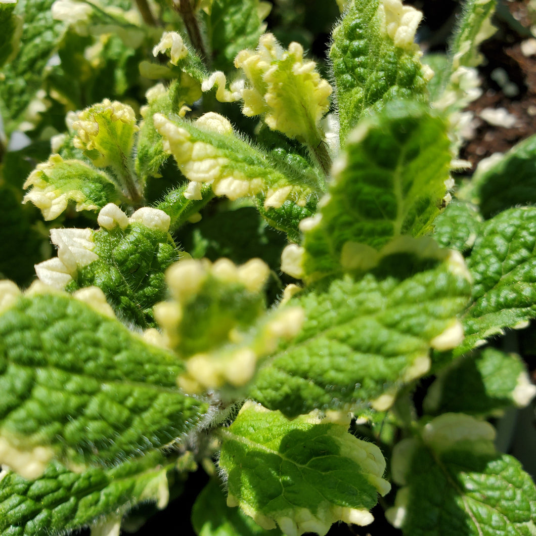 Mint - Pineapple