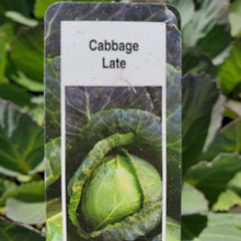 Load image into Gallery viewer, Cabbage - Expect (Late)

